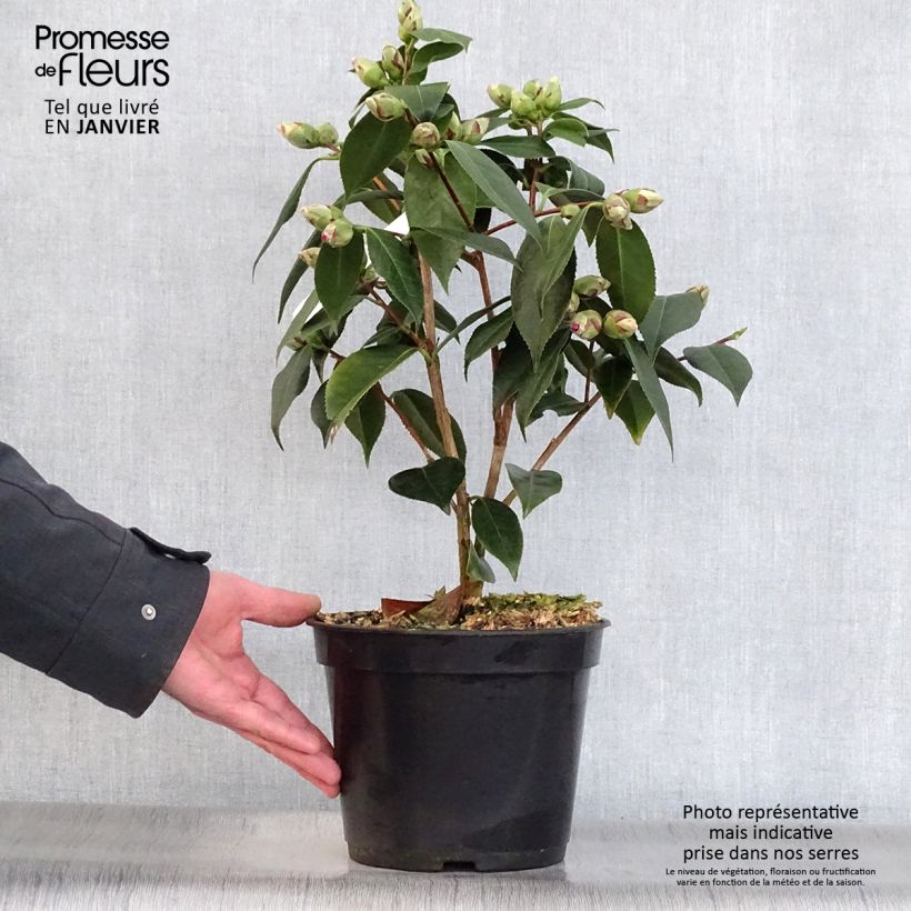 Example of Camélia classique - Camellia Royal Velvet Pot van 4 l/5 l as you get in hiver