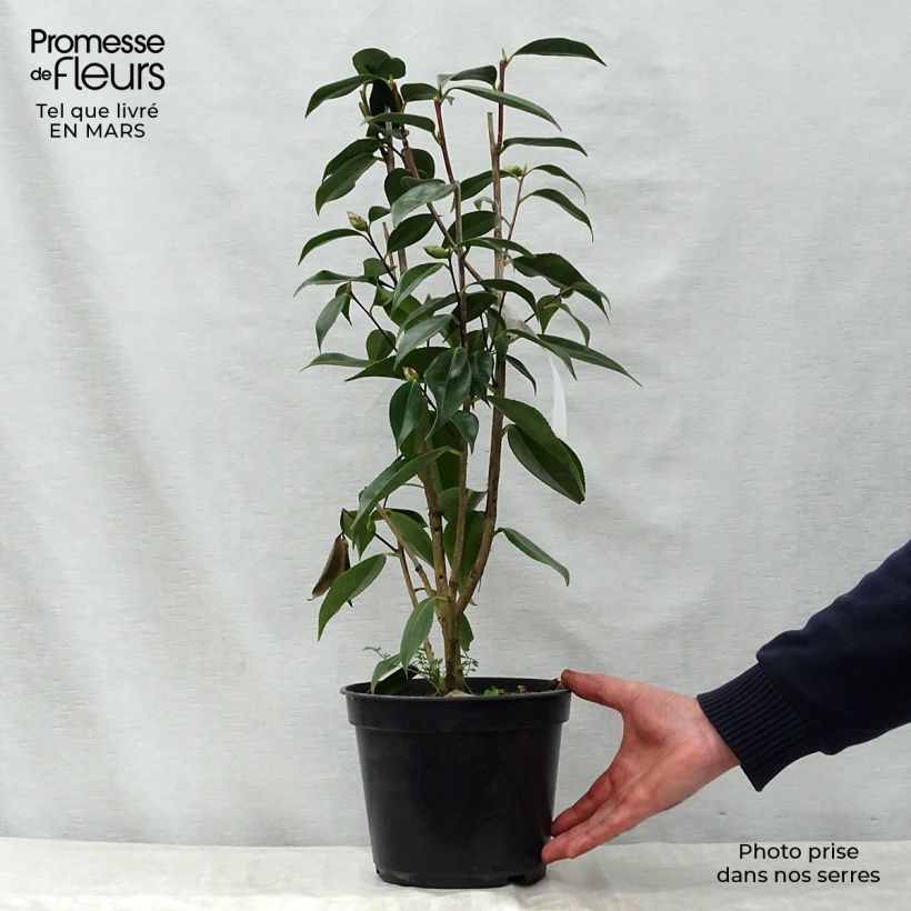 Exemplaar van Camellia Royal Velvet - Japanse camelia Pot van 4 l/5 l zoals geleverd in de lente