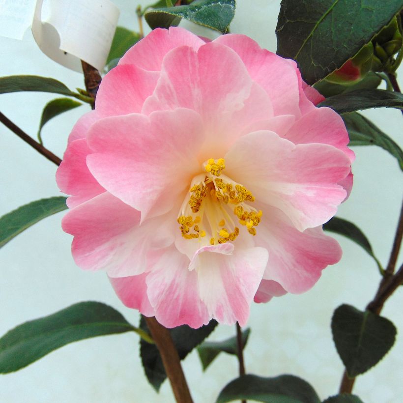 Camellia x williamsii Spring Daze - Williamsii-camelia (Flowering)