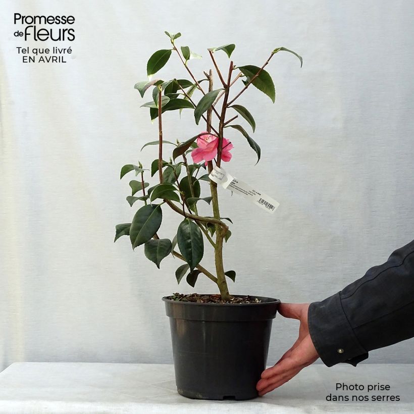 Exemplaar van Camellia x williamsii Spring Daze - Williamsii-camelia Pot van 4 l/5 l zoals geleverd in de lente
