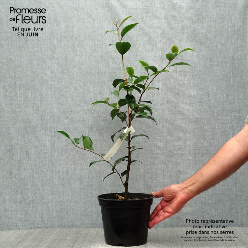 Exemplaar van Camellia x williamsii Spring Daze - Williamsii-camelia Pot van 4 l/5 l zoals geleverd in de zomer