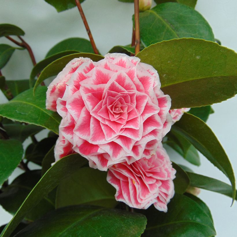 Camellia Tom Pouce - Japanse camelia (Flowering)