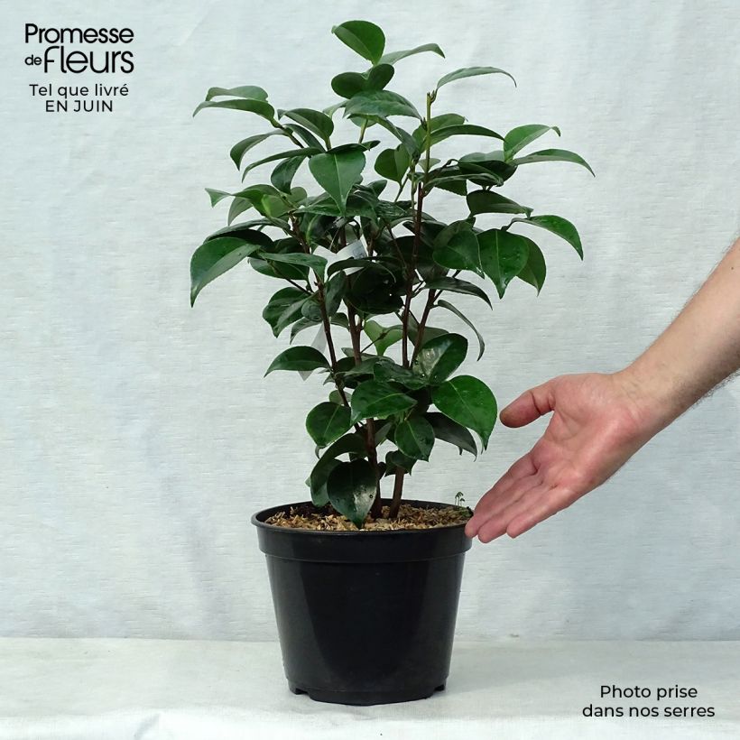 Exemplaar van Camellia Tom Pouce - Japanse camelia Pot van 4 l/5 l zoals geleverd in de zomer