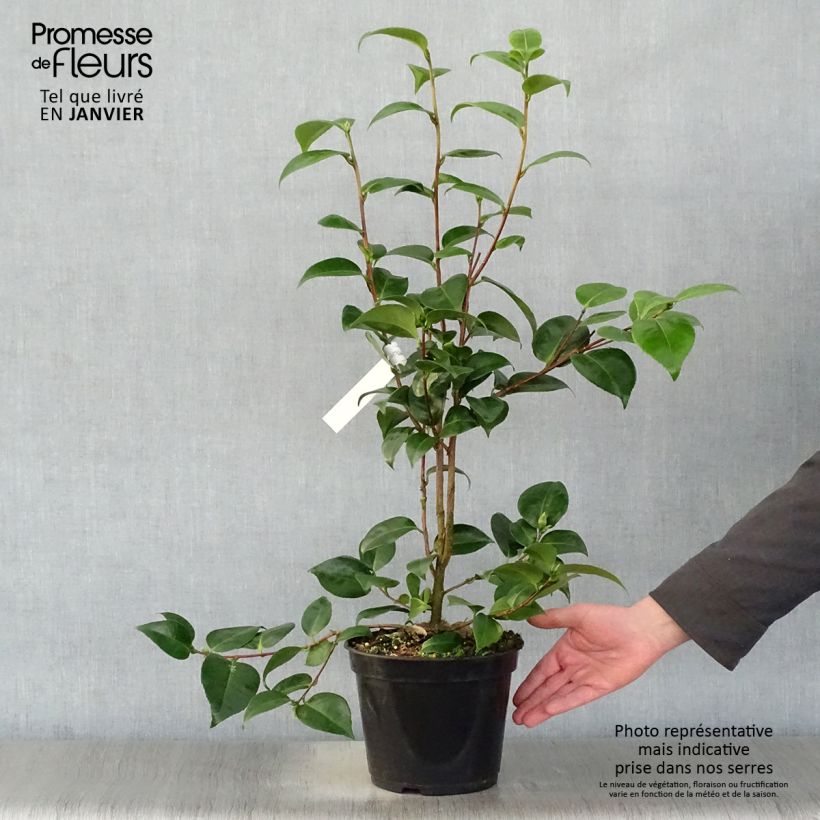 Example of Camélia classique - Camellia Tom Pouce Pot van 4 l/5 l as you get in hiver
