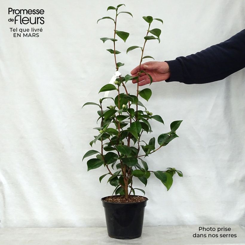 Exemplaar van Camellia Tom Pouce - Japanse camelia Pot van 4 l/5 l zoals geleverd in de lente