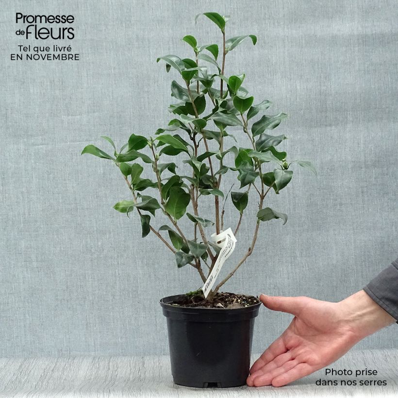 Exemplaar van Camellia japonica Jurys Yellow - Japanse camelia Pot van 1,5 l/2 l zoals geleverd in de herfst