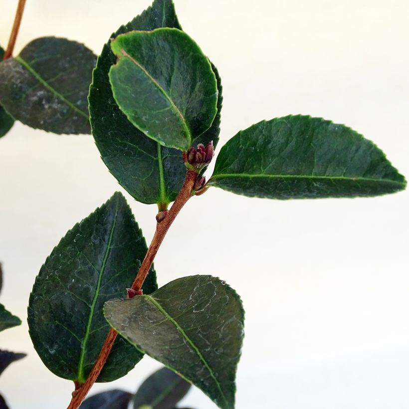 Camellia sasanqua Narumi Gaita - Herfstcamelia (Foliage)