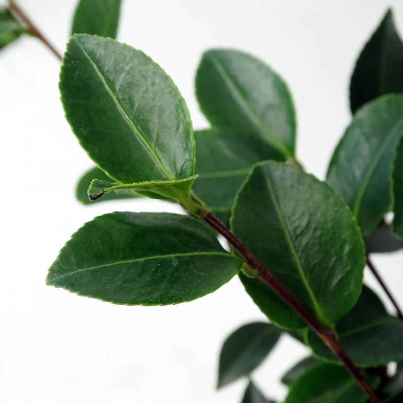 Camellia sasanqua Fuji no Yuki - Herfstcamelia (Foliage)