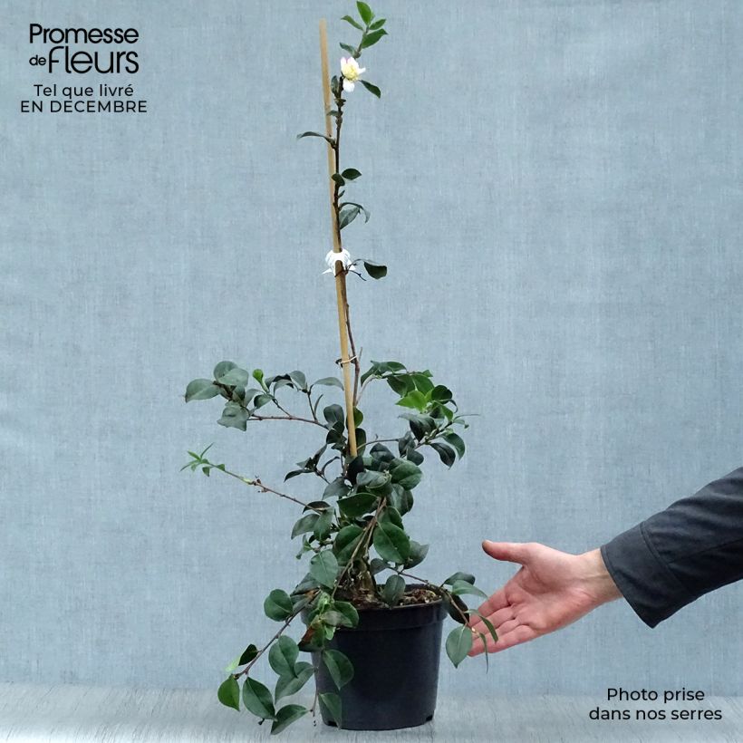 Example of Camélia d'automne - Camellia sasanqua Choji Guruma Pot van 4 l/5 l as you get in hiver