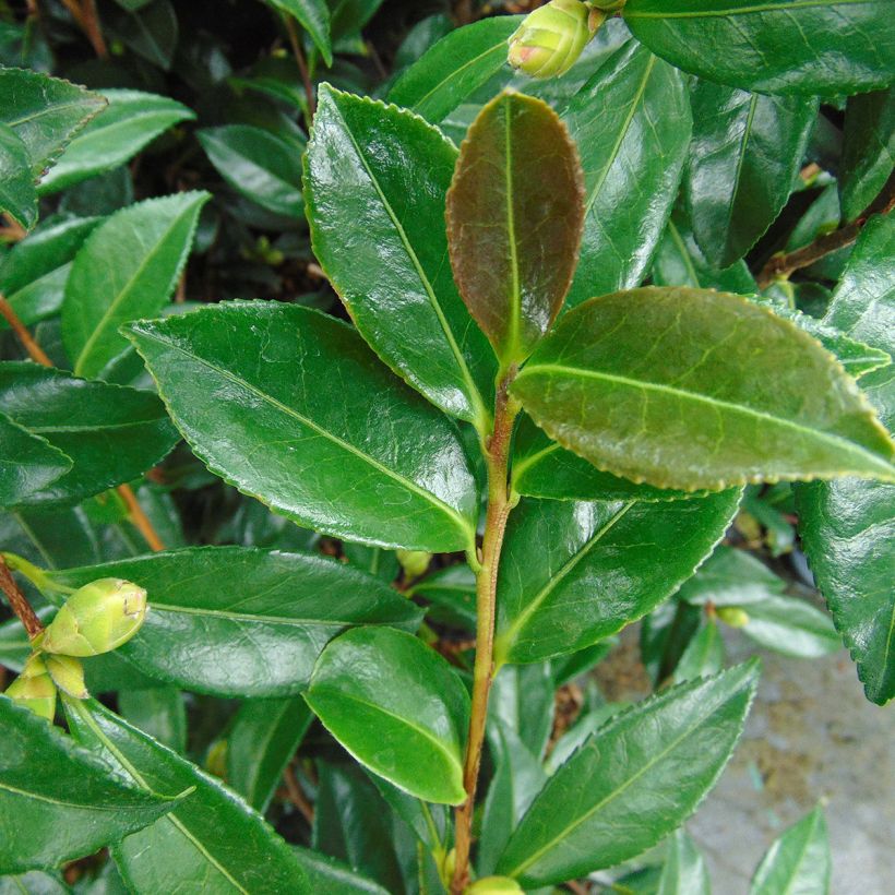 Camellia sasanqua Early Pearly - Herfstcamelia (Foliage)