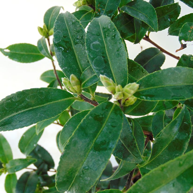 Camellia sasanqua Frosted Star - Herfstcamelia (Foliage)