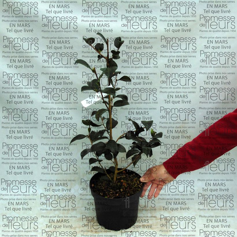 Example of Camélia d'automne - Camellia sasanqua Gay Border  Pot van 4 l/5 l as you get