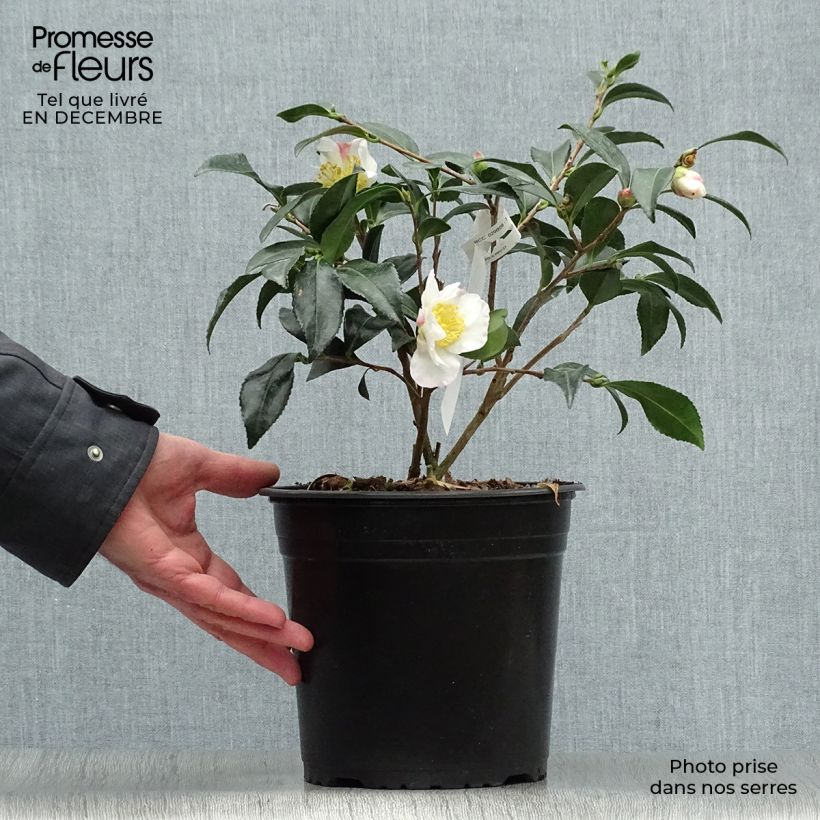 Example of Camélia d'automne - Camellia sasanqua Hinode-Gumo Pot van 4 l/5 l as you get in hiver