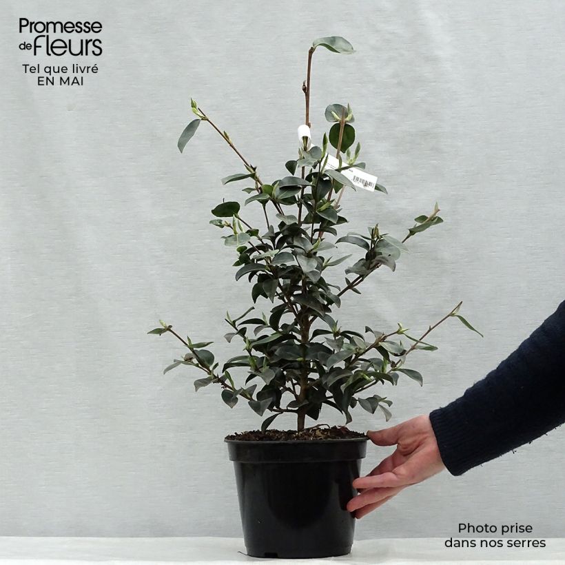 Exemplaar van Camellia sasanqua Plantation Pink - Herfstcamelia Pot van 4 l/5 l zoals geleverd in de lente