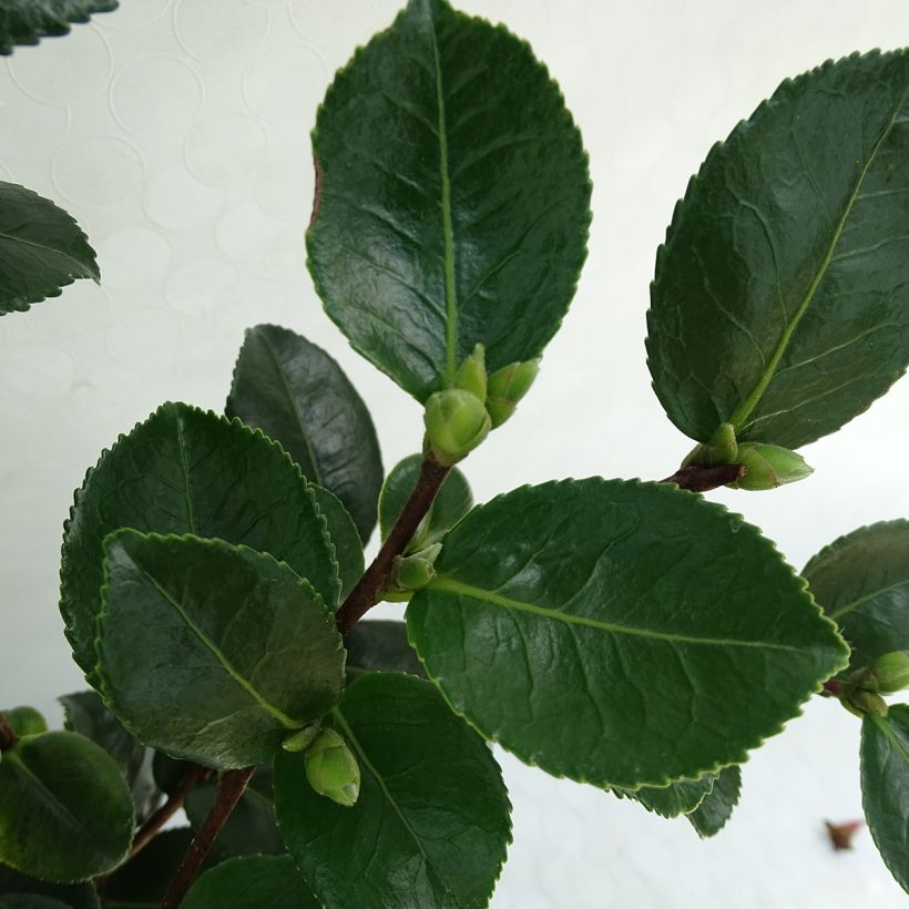Camellia sasanqua Sekiyo - Herfstcamelia (Foliage)