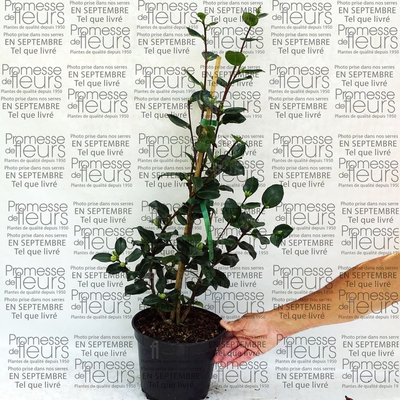Example of Camélia d'automne - Camellia sasanqua Sekiyo Pot van 4 l/5 l as you get