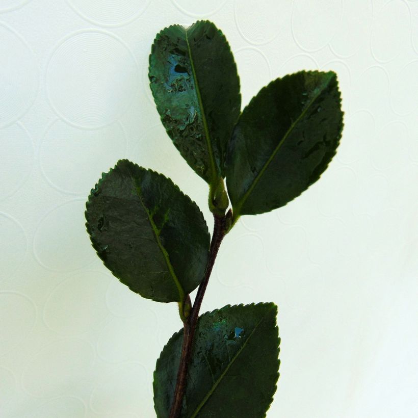 Camellia sasanqua Setsugekka - Herfstcamelia (Foliage)