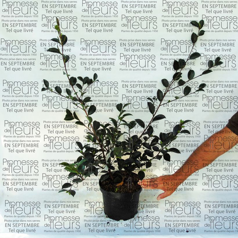 Example of Camélia d'automne - Camellia sasanqua Setsugekka Pot van 4 l/5 l as you get