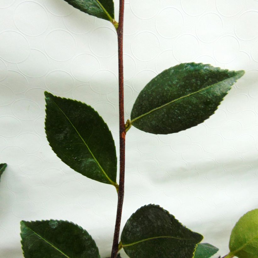 Camellia sasanqua Showa no Sakae - Herfstcamelia (Foliage)