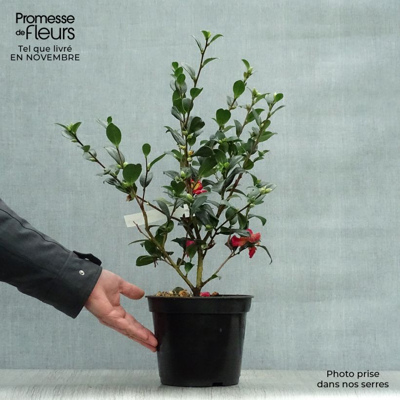 Exemplaar van Camellia sasanqua Yuletide - Herfstcamelia Pot van 4 l/5 l zoals geleverd in de herfst