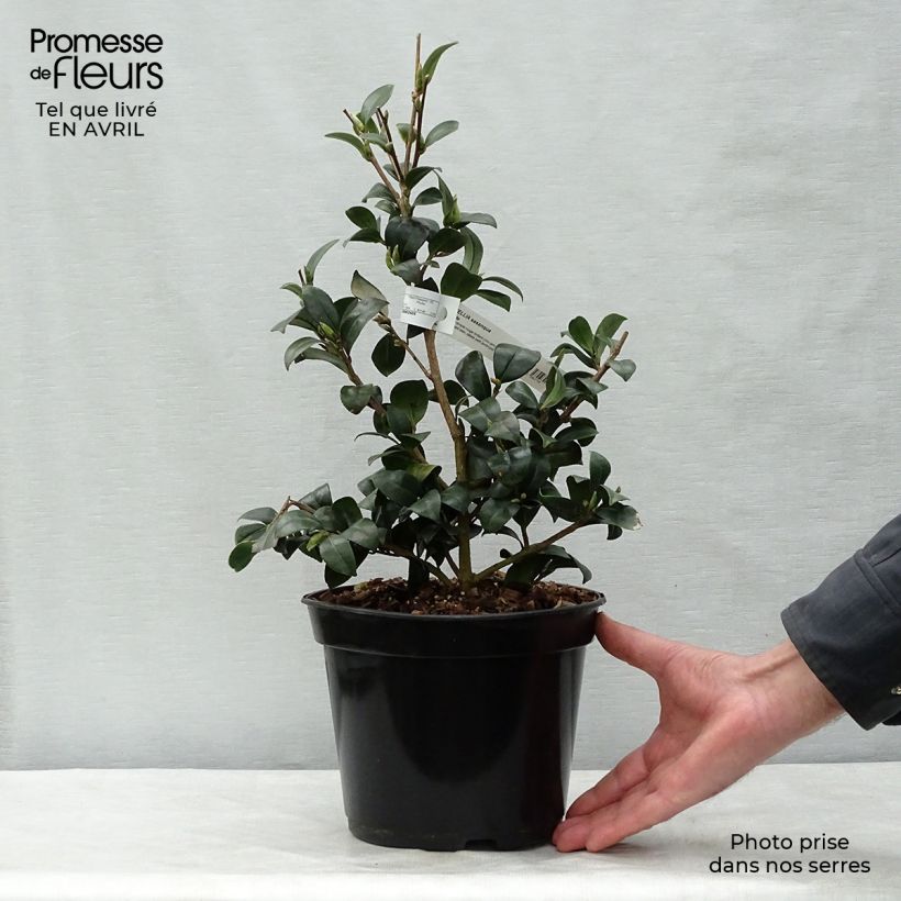 Exemplaar van Camellia sasanqua Yuletide - Herfstcamelia Pot van 4 l/5 l zoals geleverd in de lente