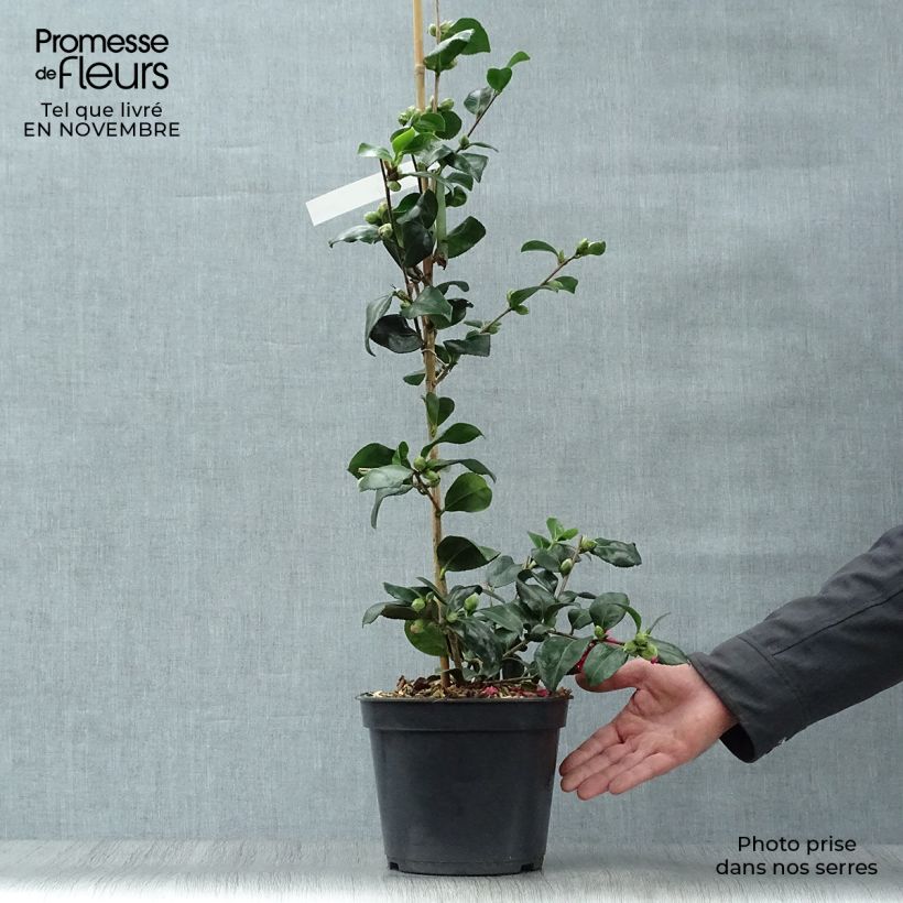 Exemplaar van Camellia hiemalis Bonanza Pot van 3 l/4 l zoals geleverd in de herfst