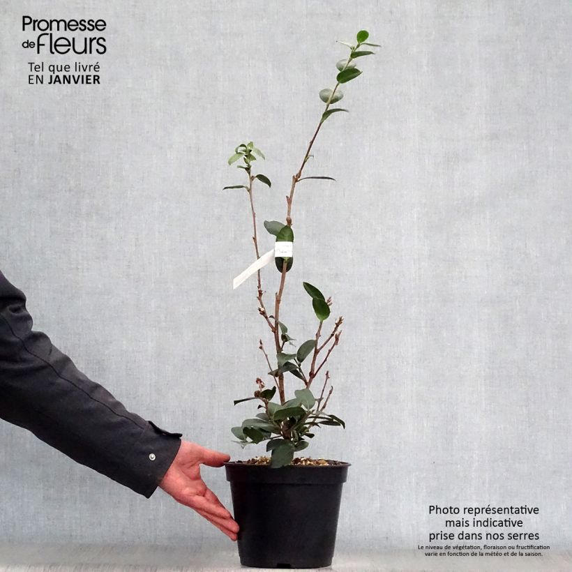Example of Camélia d'automne - Camellia x hiemalis Pink Goddess Pot van 4 l/5 l as you get in hiver
