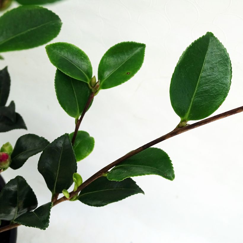 Camellia sasanqua Versicolor - Herfstcamelia (Foliage)