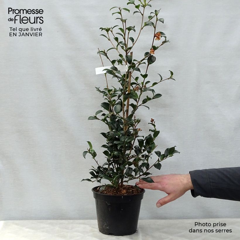 Example of Camélia d'automne Versicolor - Camellia sasanqua  Pot van 3 l/4 l as you get in hiver