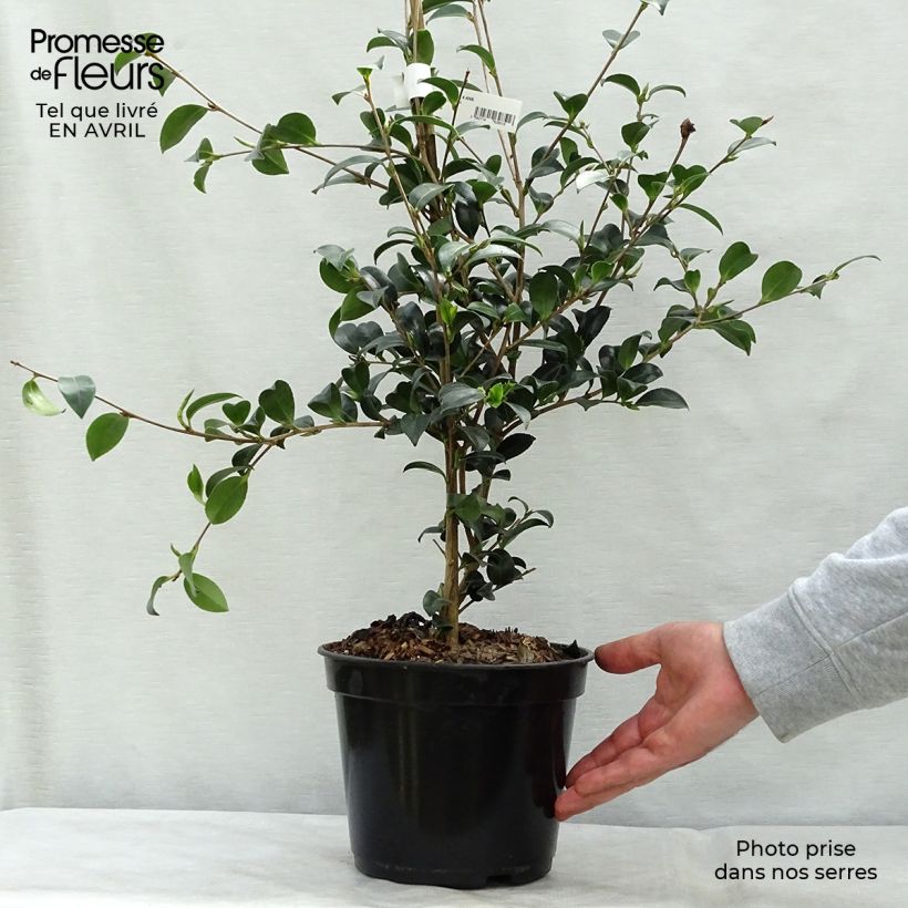 Exemplaar van Camellia sasanqua Versicolor - Herfstcamelia Pot van 3 l/4 l zoals geleverd in de lente