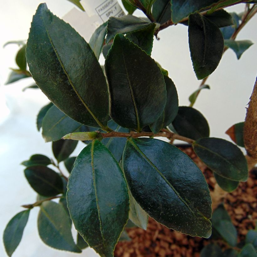 Camellia sasanqua Yuletide - Herfstcamelia (Foliage)