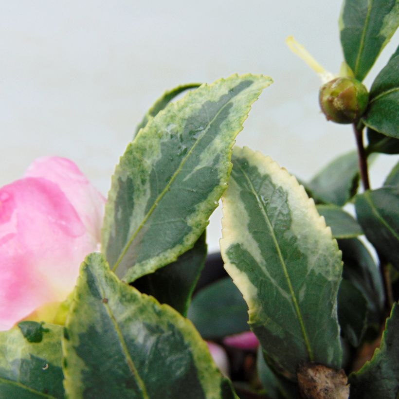 Camellia sasanqua Variegata - Herfstcamelia (Foliage)