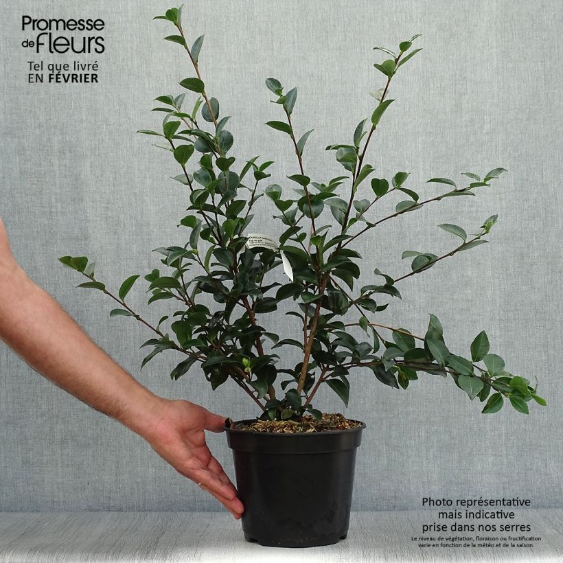 Exemplaar van Camellia sasanqua Fuji no Yuki - Herfstcamelia Pot van 4 l/5 l zoals geleverd in de herfst