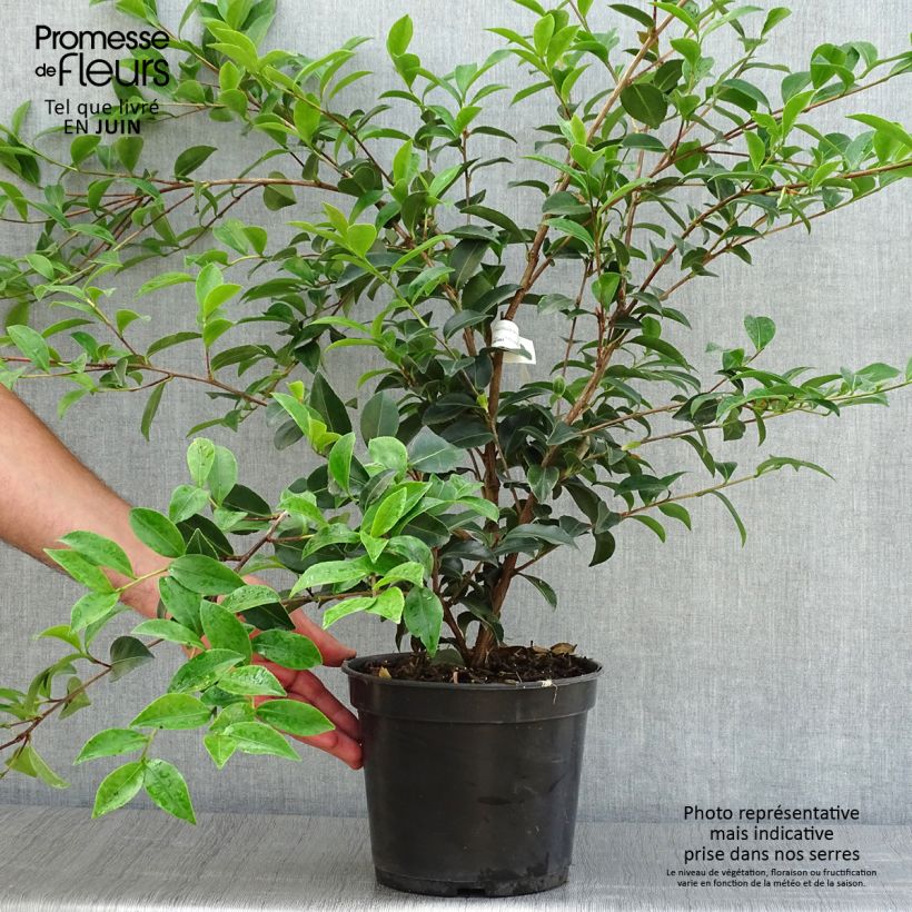 Exemplaar van Camellia sasanqua Fuji no Yuki - Herfstcamelia Pot van 4 l/5 l zoals geleverd in de zomer