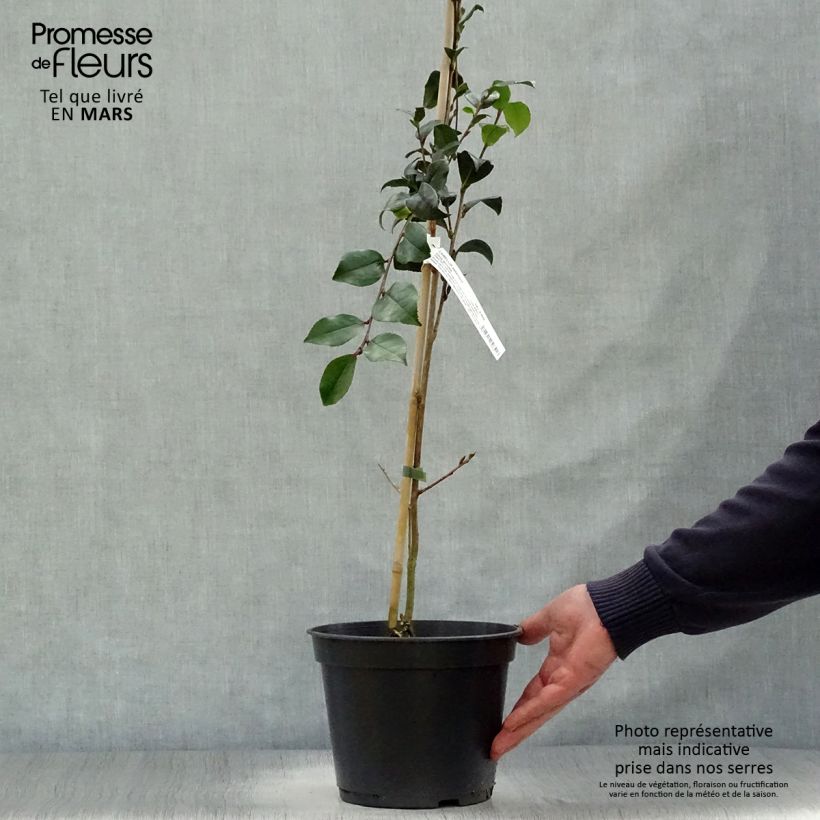 Exemplaar van Camellia sasanqua Choji Guruma - Herfstcamelia Pot van 4 l/5 l zoals geleverd in de lente