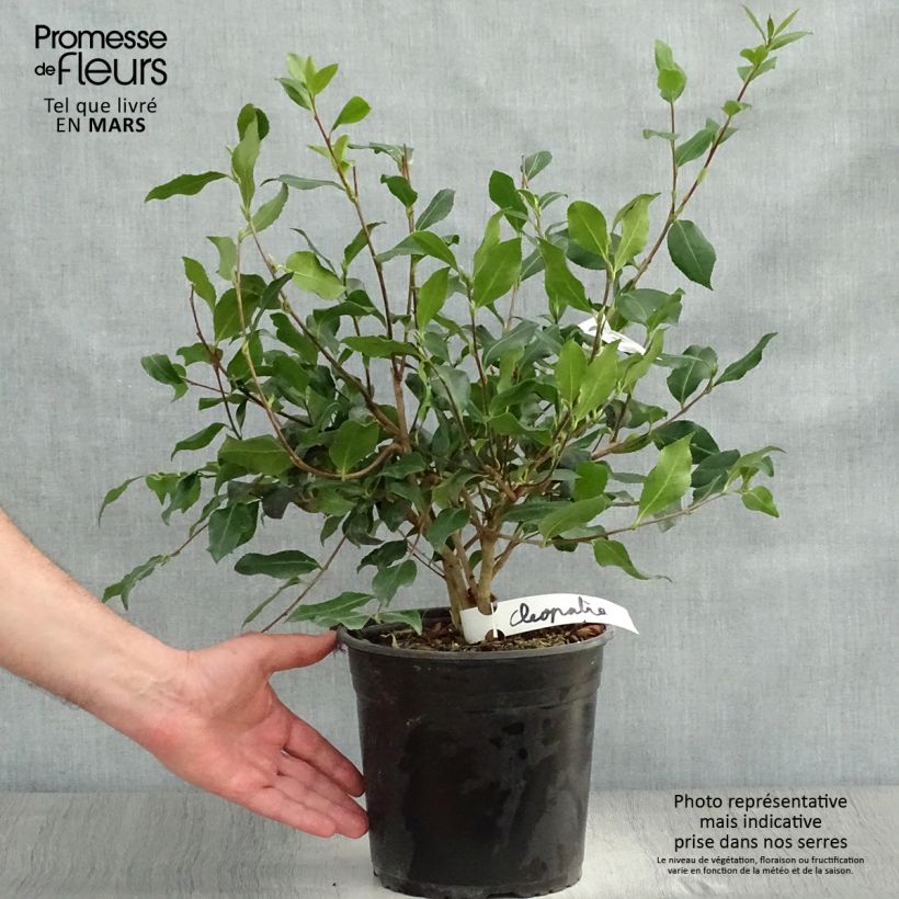Exemplaar van Camellia sasanqua Cleopatra - Herfstcamelia Pot van 3 l/4 l zoals geleverd in de lente