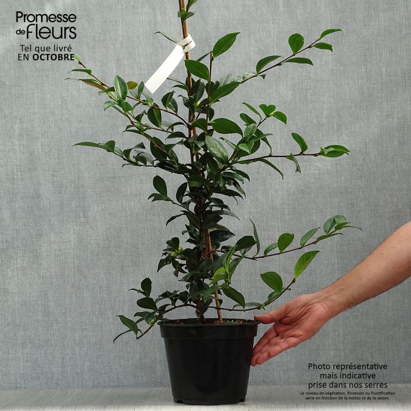 Exemplaar van Camellia sasanqua Early Pearly - Herfstcamelia Pot van 4 l/5 l zoals geleverd in de herfst