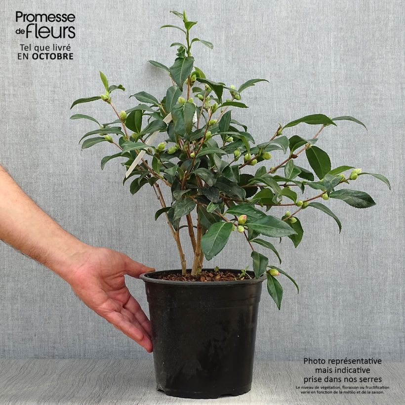 Exemplaar van Camellia sasanqua Hinode-Gumo - Herfstcamelia Pot van 4 l/5 l zoals geleverd in de herfst