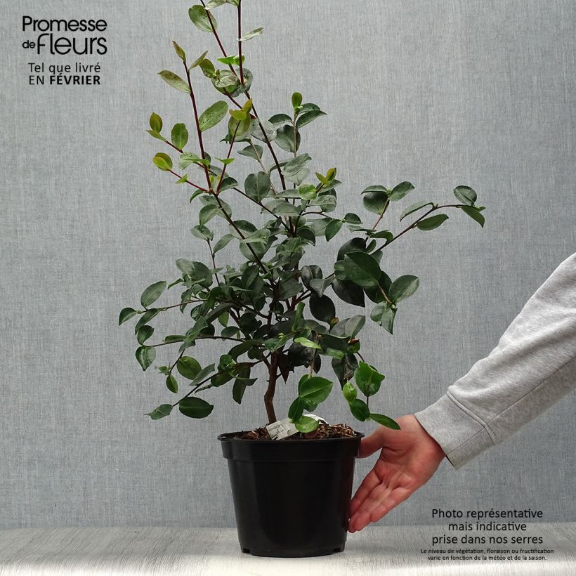 Exemplaar van Camellia sasanqua Plantation Pink - Herfstcamelia Pot van 4 l/5 l zoals geleverd in de herfst