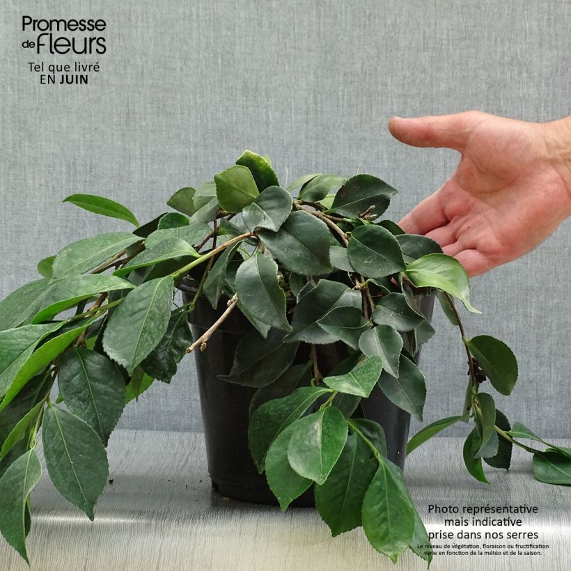 Exemplaar van Camellia sasanqua Waterfall White - Herfstcamelia Pot van 4 l/5 l zoals geleverd in de zomer