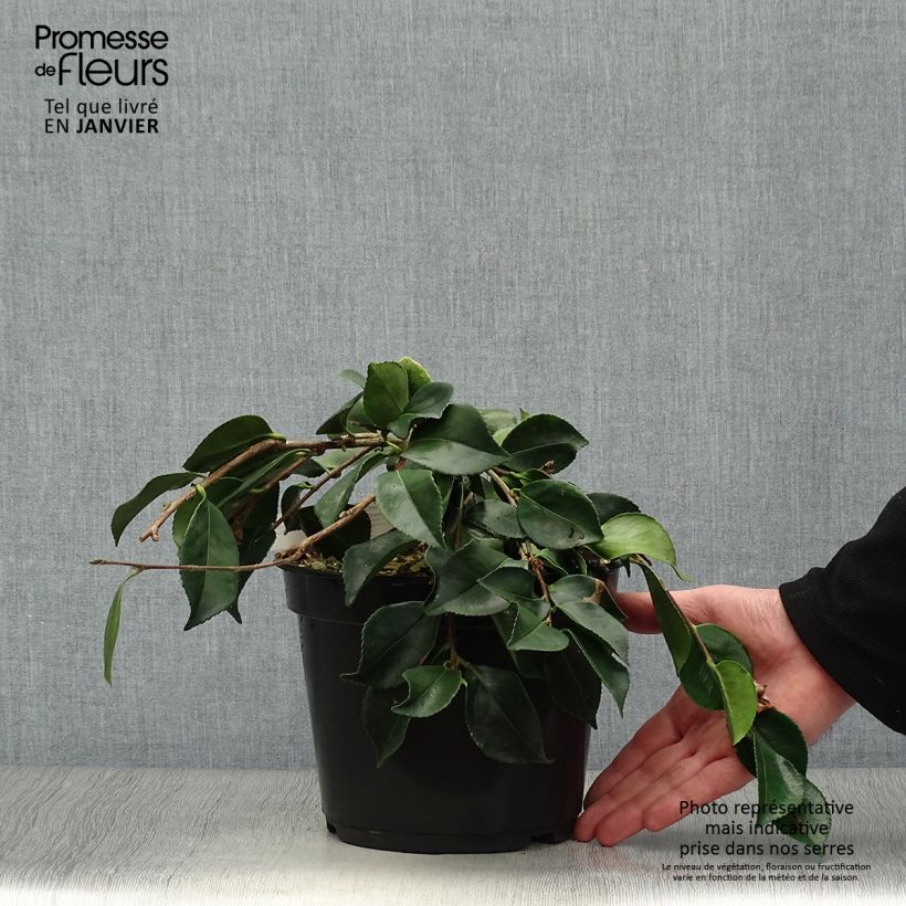 Example of Camélia d'automne - Camellia sasanqua Waterfall White Pot van 4 l/5 l as you get in hiver