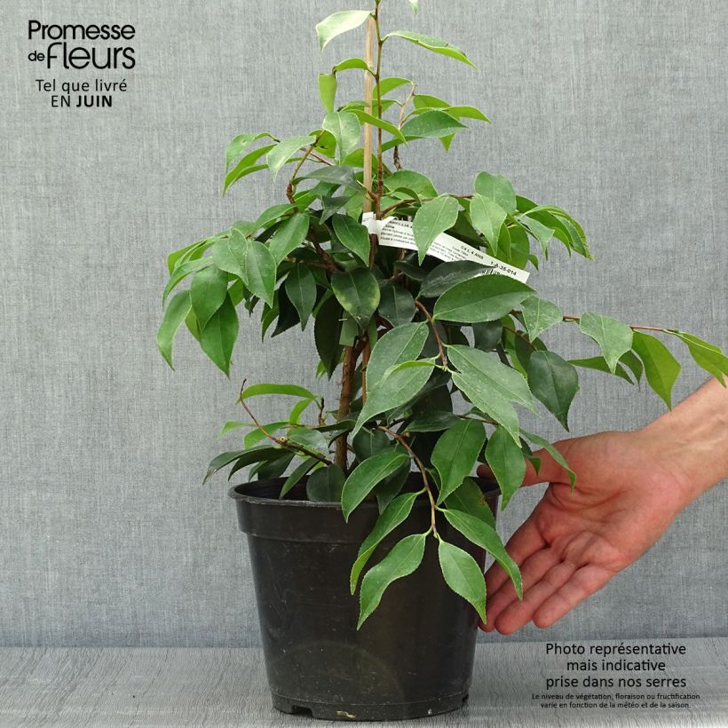 Exemplaar van Camellia sasanqua Yume - Herfstcamelia Pot van 4 l/5 l zoals geleverd in de zomer