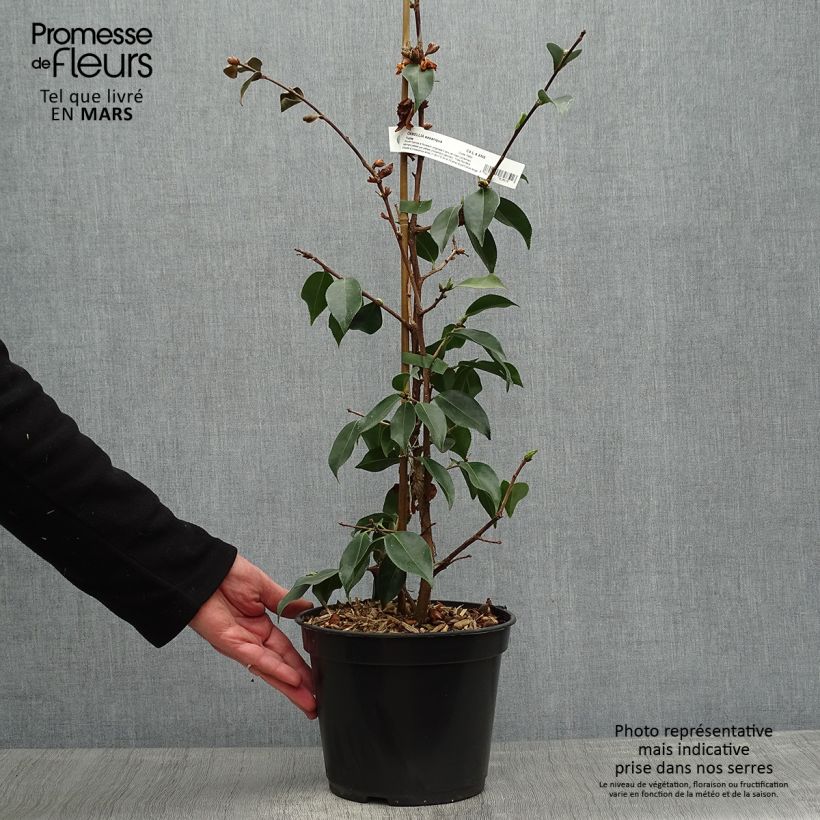 Exemplaar van Camellia sasanqua Yume - Herfstcamelia Pot van 4 l/5 l zoals geleverd in de lente