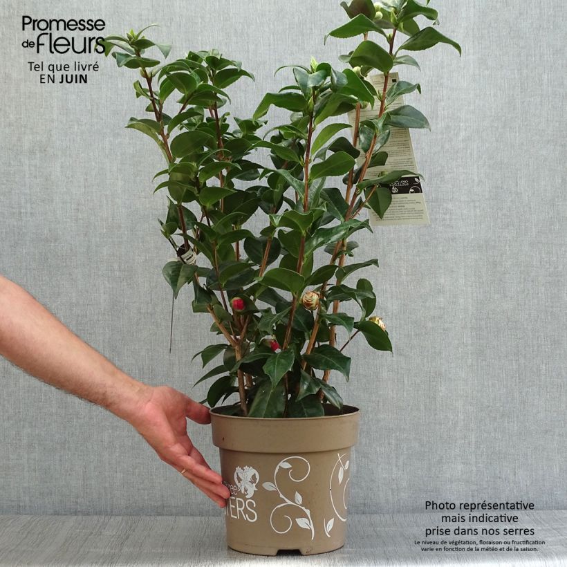 Exemplaar van Camellia japonica Three Sisters - Japanse camelia Pot van 6 l/7 l zoals geleverd in de zomer