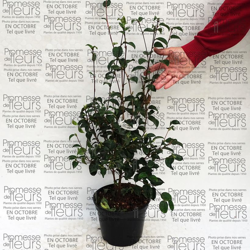 Example of Camélia grijsii - Camellia Pot van 4 l/5 l as you get