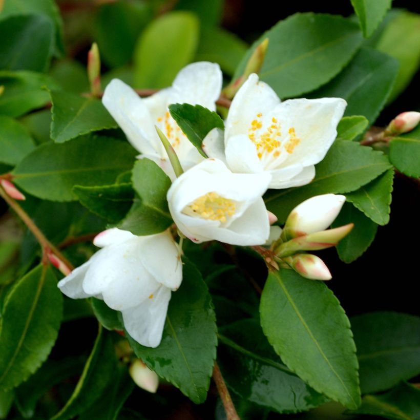 Camelia lutchuensis - Japanse roos (Flowering)