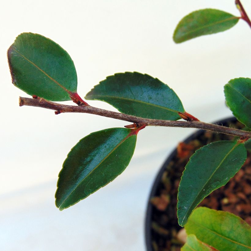 Camelia lutchuensis - Japanse roos (Foliage)