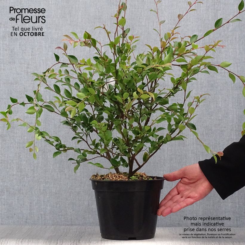 Exemplaar van Camelia lutchuensis - Japanse roos Pot van 4 l/5 l zoals geleverd in de herfst