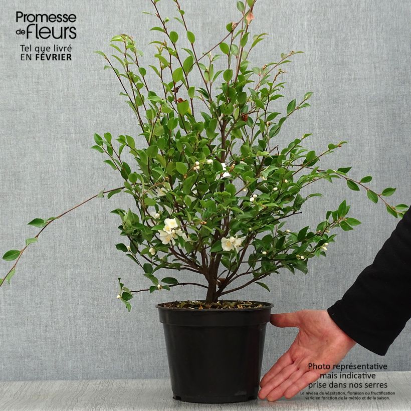 Example of Camelia lutchuensis - Camellia botanique Pot van 4 l/5 l as you get in hiver