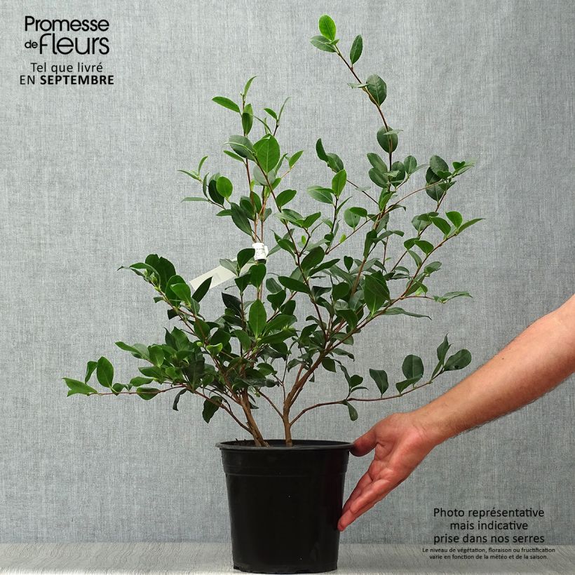 Exemplaar van Camellia sasanqua Cleopatra - Herfstcamelia Pot van 3 l/4 l zoals geleverd in de herfst